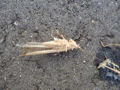 Euconocephalus varius