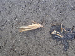 Euconocephalus varius