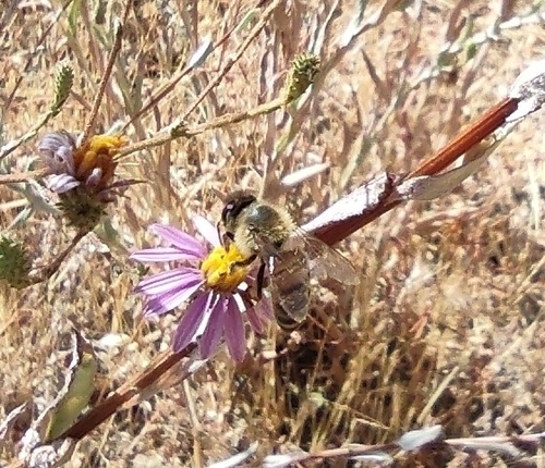 iNaturalist observation photo of Western Honey Bee
