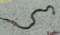 Rhabdophis tigrinus