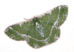 Eucyclodes insperata