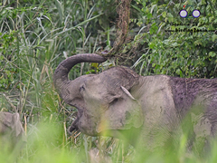 Elephas maximus borneensis