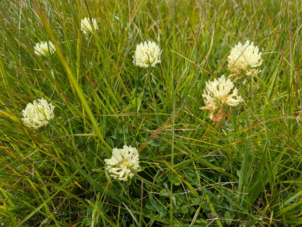 Trifolium canescens; photograph (c) Yuri Sofronov, some rights reserved (CC BY)