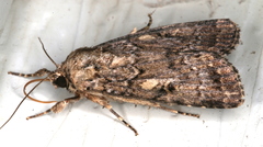 Spodoptera umbraculata