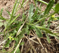 Sisymbrium turczaninowii