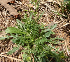 Sisymbrium turczaninowii