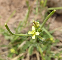 Sisymbrium turczaninowii