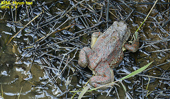 Bufo sachalinensis