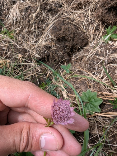 Astrantia trifida, photograph 2