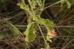 Achyranthes indica
