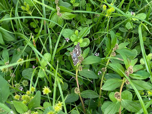 White Checkered-Skipper photo 5
