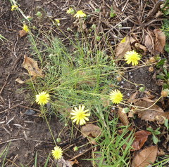 Ursinia nana