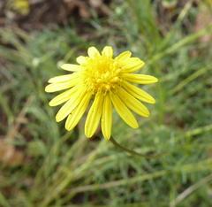 Ursinia nana