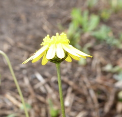 Ursinia nana