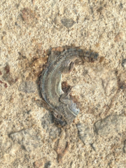Takydromus wolteri