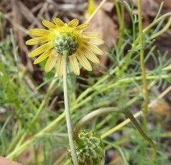 Ursinia nana