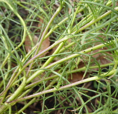 Ursinia nana