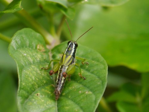 Paracoptacra cauta