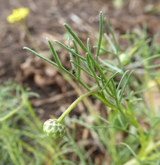 Ursinia nana