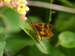 Pardaleodes incerta incerta