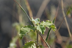 Achyranthes indica