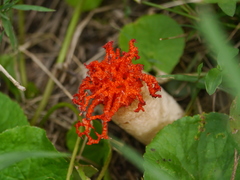 Lysurus corallocephalus