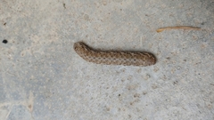 Proserpinus proserpina