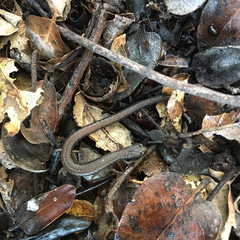 Batrachoseps gavilanensis