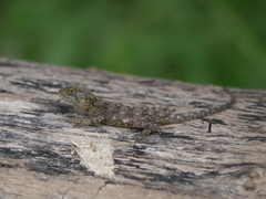 Acanthocercus atricollis