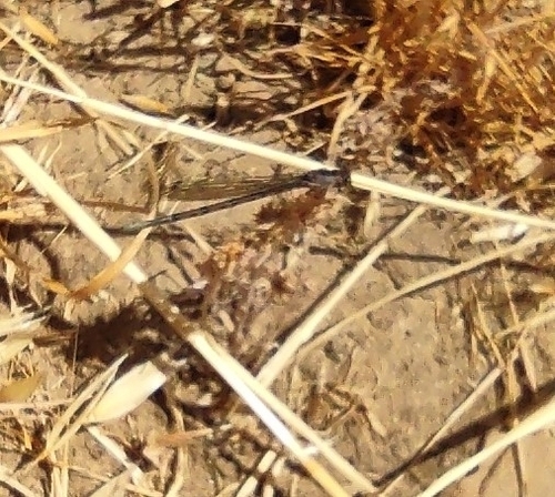 iNaturalist observation photo of Damselflies
