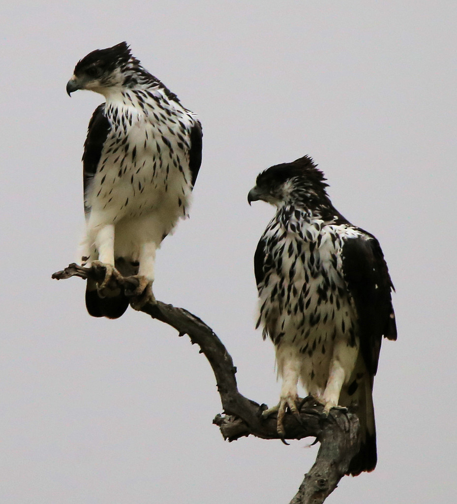 African Hawk-Eagle