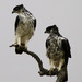 African Hawk-Eagle - Photo (c) maritzasouthafrica, some rights reserved (CC BY-NC), uploaded by maritzasouthafrica