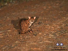 Prionailurus javanensis sumatranus