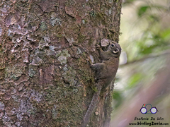 Sundasciurus jentinki
