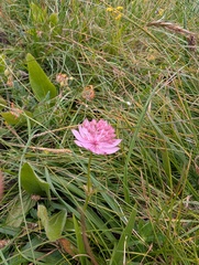 Astrantia trifida