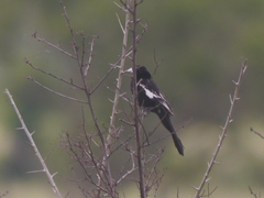 Euplectes albonotatus