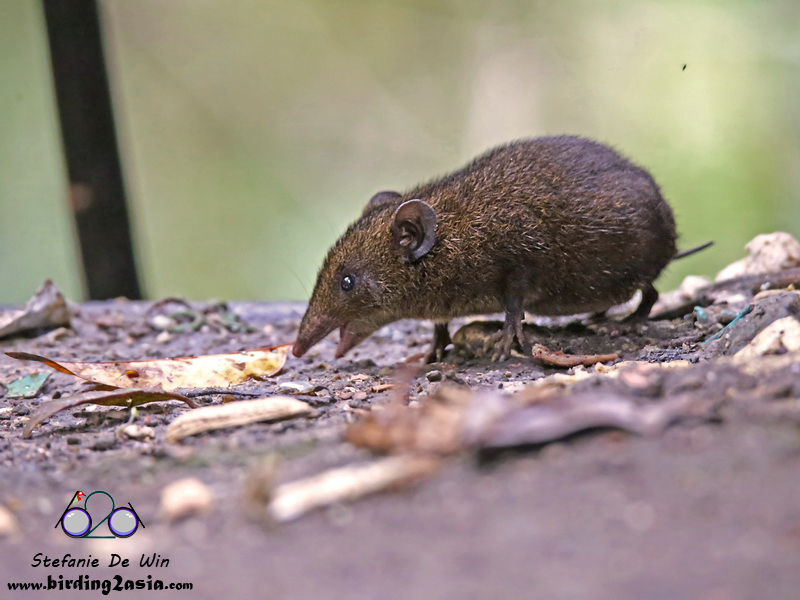 Gymnures (东南亚十二生肖(属)名录) · iNaturalist