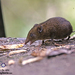 Hylomys suillus - Photo (c) stefanie_de_win, algunos derechos reservados (CC BY-NC), subido por stefanie_de_win