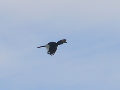 Bycanistes subcylindricus