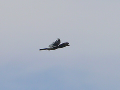 Bycanistes subcylindricus