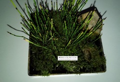 Equisetum scirpoides