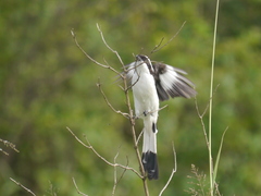 Lanius excubitoroides