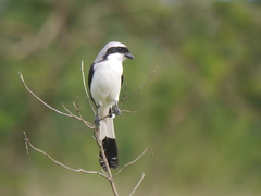 Lanius excubitoroides