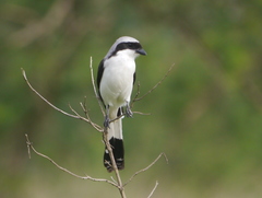 Lanius excubitoroides