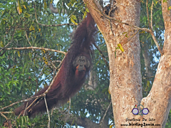 Pongo pygmaeus morio
