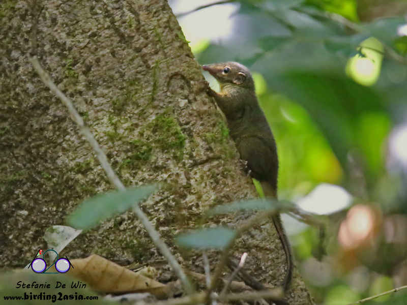 Bornean Smooth-Tailed Treeshrew