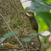 Bornean Smooth-tailed Treeshrew - Photo (c) stefanie_de_win, some rights reserved (CC BY-NC), uploaded by stefanie_de_win