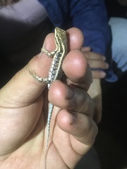 Liolaemus chacoensis