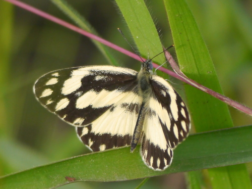 Zebra White