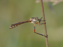 Leptogastrinae